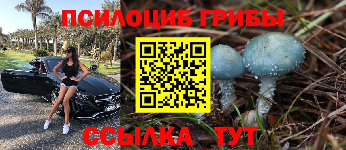 Галлюциногенные грибы Psilocybe Калуга